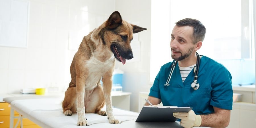 Cuánto se gana en una clínica veterinaria
