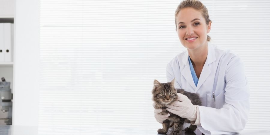 Salario de un veterinario 